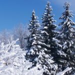 Kommunen fælder juletræer i borgernes haver