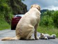 Foto: Aladino Gonzalez / iStock