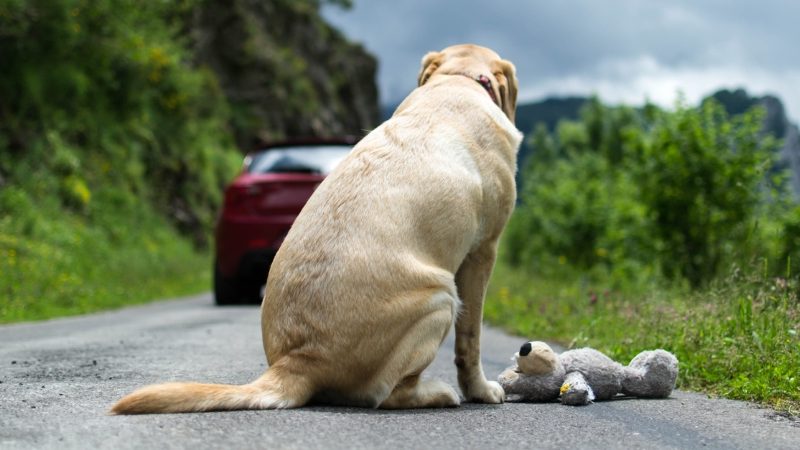 Foto: Aladino Gonzalez / iStock