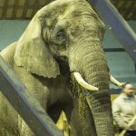 Cirkus Arenas elefanter tjekket af Gørlev Dyreklinik