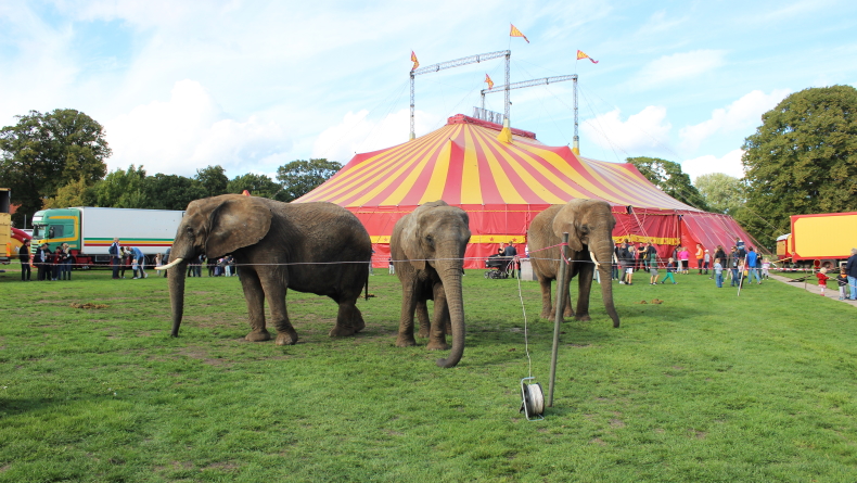 Foto: Cirkus Arena