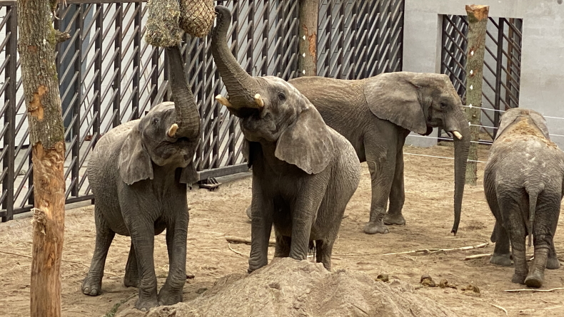 Foto: Knuthenborg Safaripark