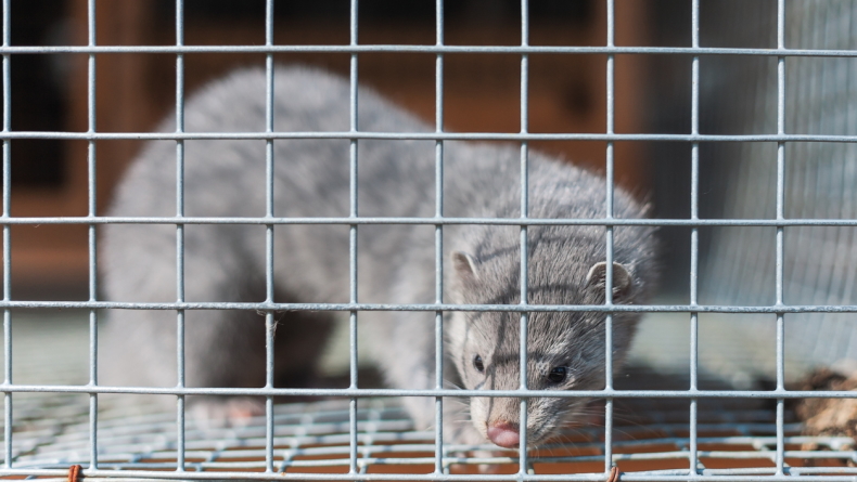 Foto: Georgy Golovin / iStock