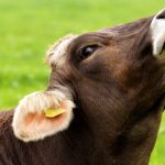Høje niveauer af PFOS i kød fra kvæg fra Korsør Nor