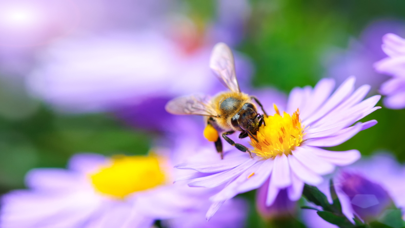 Foto: Miroslav Misiura / iStock